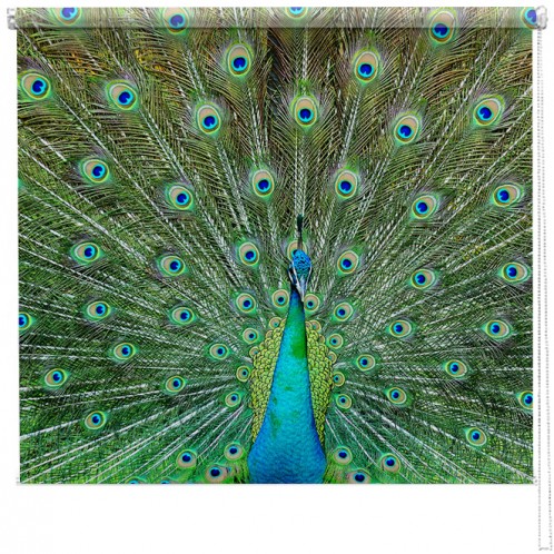 Proud Peacock printed blind