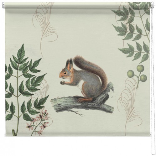 Vintage squirrel illustration blind