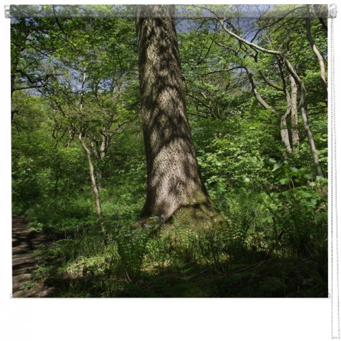 Woodland tree blind
