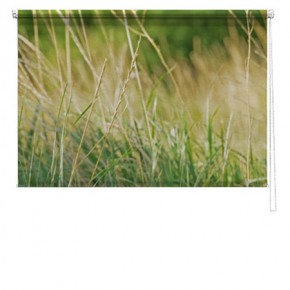 Grass picture printed blind