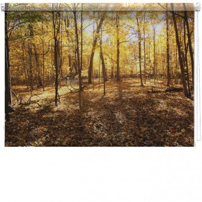 Forest Woodland picture printed blind 