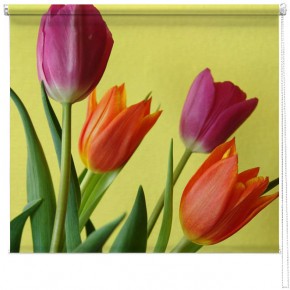 Tulips blind