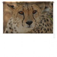 Cheetah printed blind