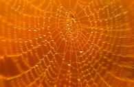 Spiders web printed blind