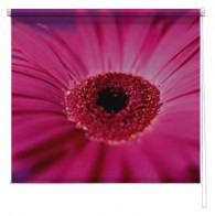 Pink Gerbera flower printed blind