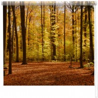 autumn-forest-blind