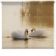 White Swans blind