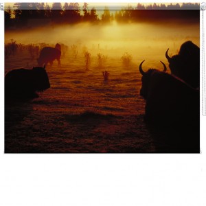 Cattle Ranch USA printed blind