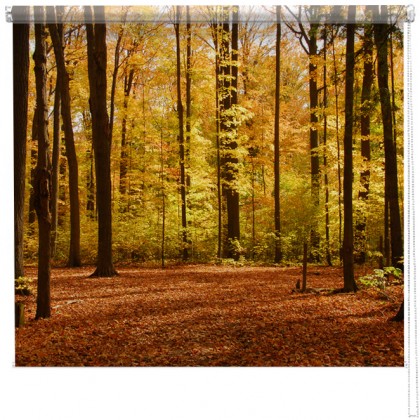 Autumn Forest Woodland picture printed blind