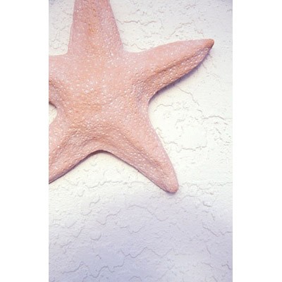 starfish canvas art